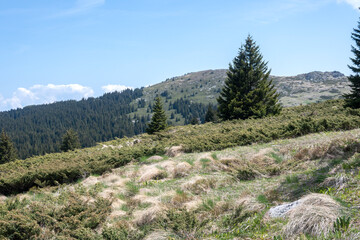 Spring view of Konyarnika area at Vitosha Mountain, Bulgaria