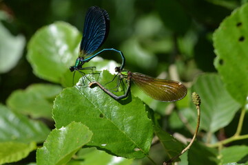 accouplement de libellules