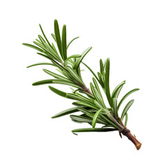 Fototapeta premium Rosemary isolated on transparent background. Generative AI
