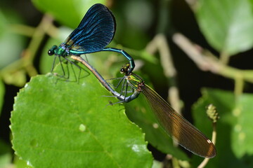 accouplement de libellules