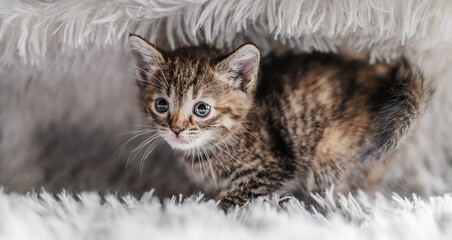 Cute tabby kitten on grey soft blanket.