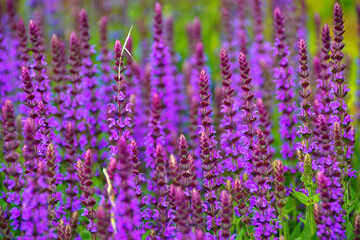 Obraz premium Blooming macro lupine flower. Violet spring and summer flower