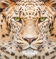 Close-up leopard portrait with green eyes background