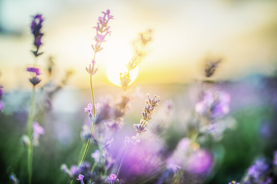 Selective focus on purple lavender flowers on sunset background.