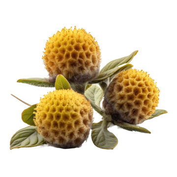 Spilanthes isolated on transparent background. Generative AI