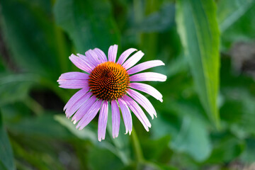 Close up of a pink flower