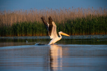 pelicans on the lake at sunset