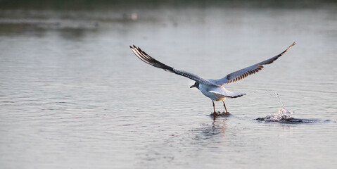 seagull on a lake at sunset