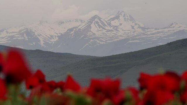 A high majestic mountain with sharp peaks covered with snow and ice in the foreground of many red flowering poppies. Poppy plantation in a mountain valley. Illicit opium production in Asia