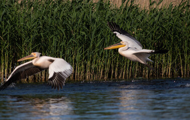 pelicans on the lake at sunset