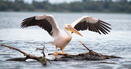 pelicans on the lake at sunset