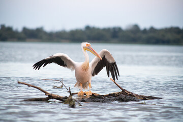 pelicans on the lake at sunset