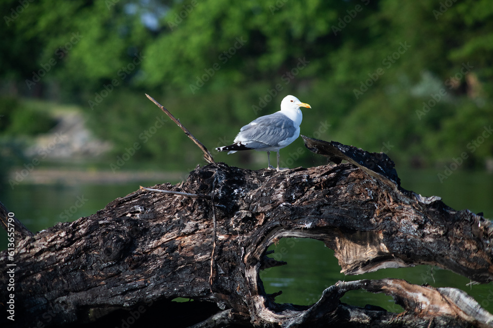 Wall mural seagull on a lake at sunset