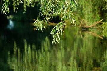 beautiful bright green summer foliage reflecting in water in the delta
