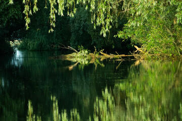 beautiful bright green summer foliage reflecting in water in the delta