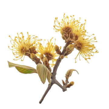 Witch hazel isolated on transparent background. Generative AI