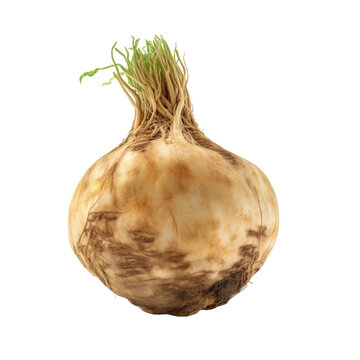 Maca root isolated on transparent background. Generative AI