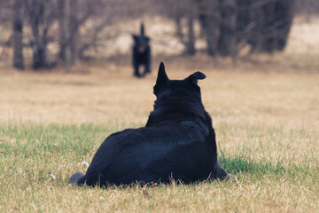 Dog with crooked ear