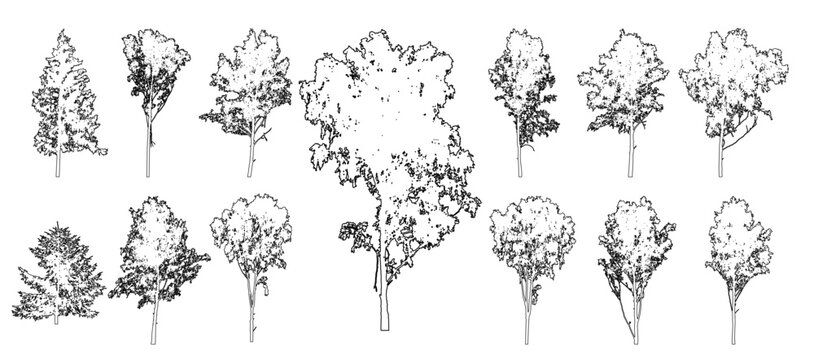 Set of forest trees for architecture and landscape design, line drawing, contour.  Birch and fir trees. Vector illustration.