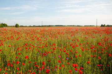 Field of red poppies and cornflowers at sunset