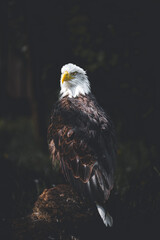 american bald eagle on a branch