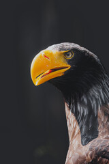 Obraz premium large brown eagle on a tree stump branch portrait
