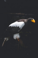 large brown eagle on a tree stump branch