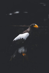 Fototapeta premium large brown eagle on a tree stump branch
