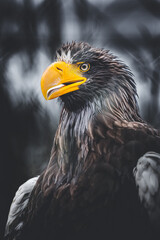 large brown eagle on a tree stump branch portrait close up