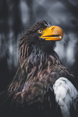 large brown eagle on a tree stump branch portrait looking side ways