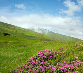 Rhododendron flowers in summer mountain