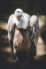 african vulture on a stone looking side ways