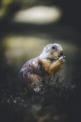 prairie dog eating in a forest field amongst the leaves and grass