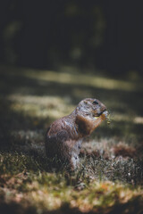 prairie dog eating in a forest field amongst the leaves and grass marmot squirrel