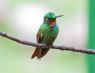 hummingbird