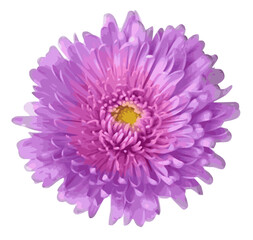 aster flower isolated on white