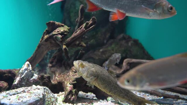 freshwater fish swim in the aquarium