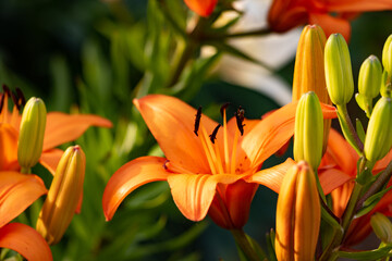 Blooming orange flowers