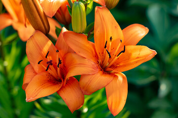 Orange tiger lily