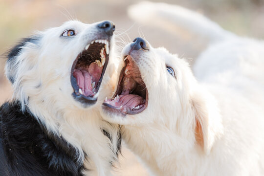 Ranch dog playtime