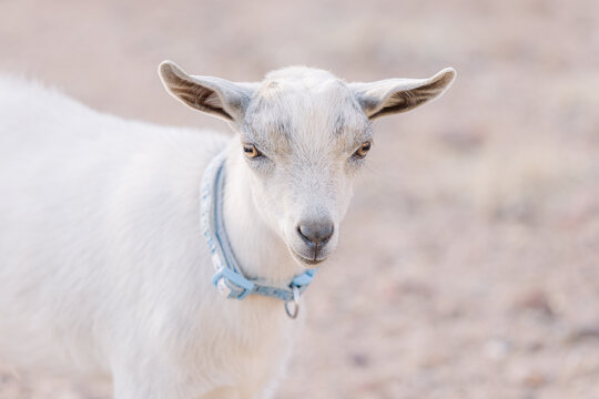 Nigerian dwarf baby goat