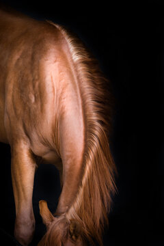 Horses neck on black background