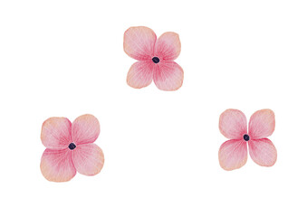 Watercolor pink flowers on white.