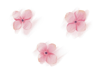 Watercolor pink flowers on white.