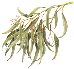 Eucalyptus botanical watercolor illustration - 613664982