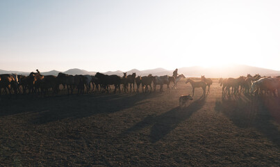 Cowboy is herdng wild horses during sunset with copy soace.