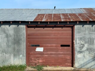 crow on a rusty tin roof shed