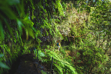 Fototapeta premium Tourist woman walks next to canal through Madeiran rainforest on the hiking trail in the morning. Levada of Caldeirão Verde, Madeira Island, Portugal, Europe.