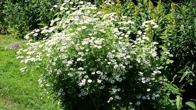 Mutterkraut , Fieberkraut (Tanacetum parthenium)