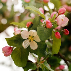 Blossoming apple branch in spring, toned photo. Square aspect ratio photo